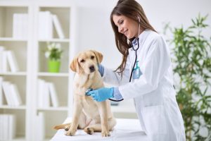 Female Veterinarian Checking on Labrador