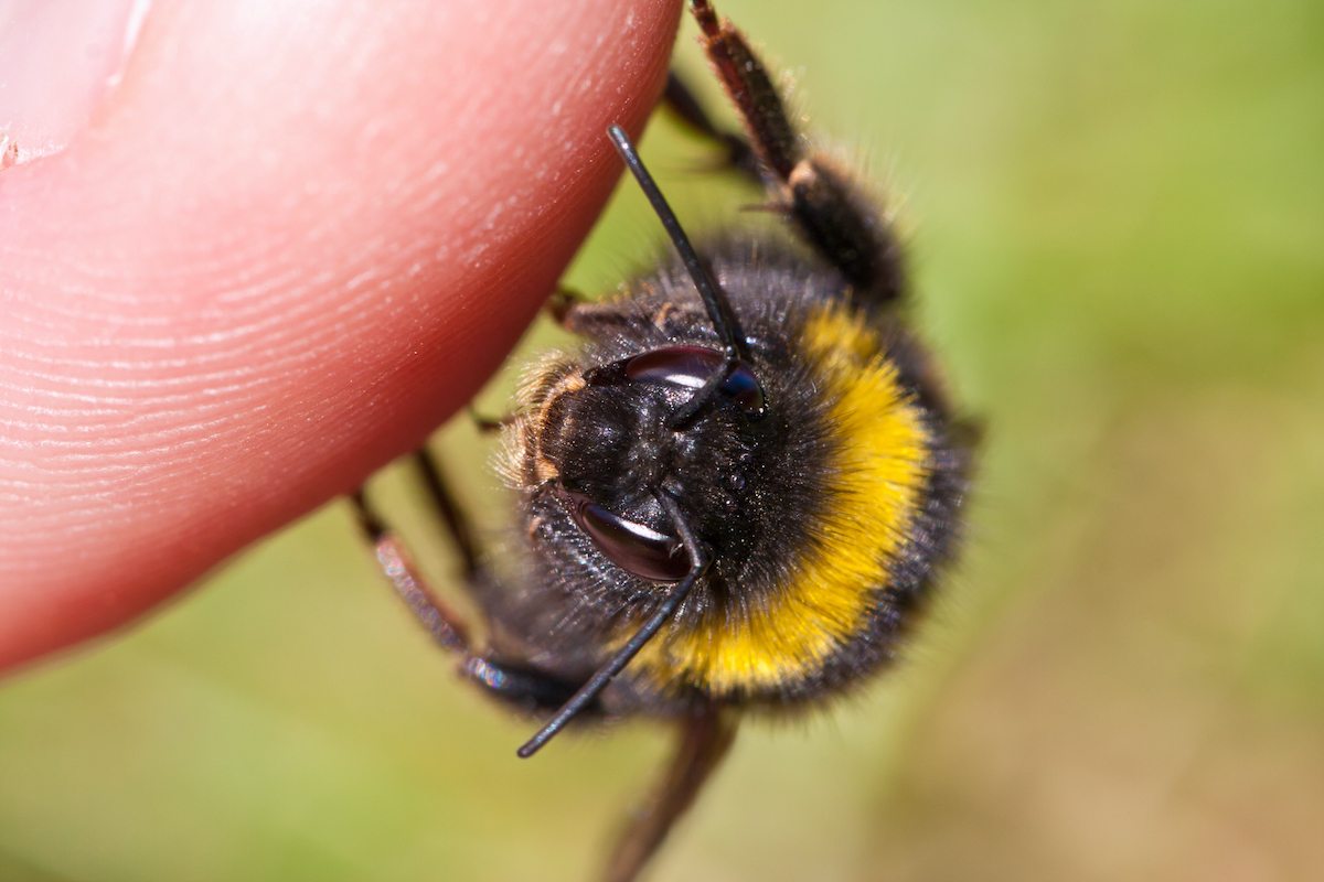 bee on a person's finger
